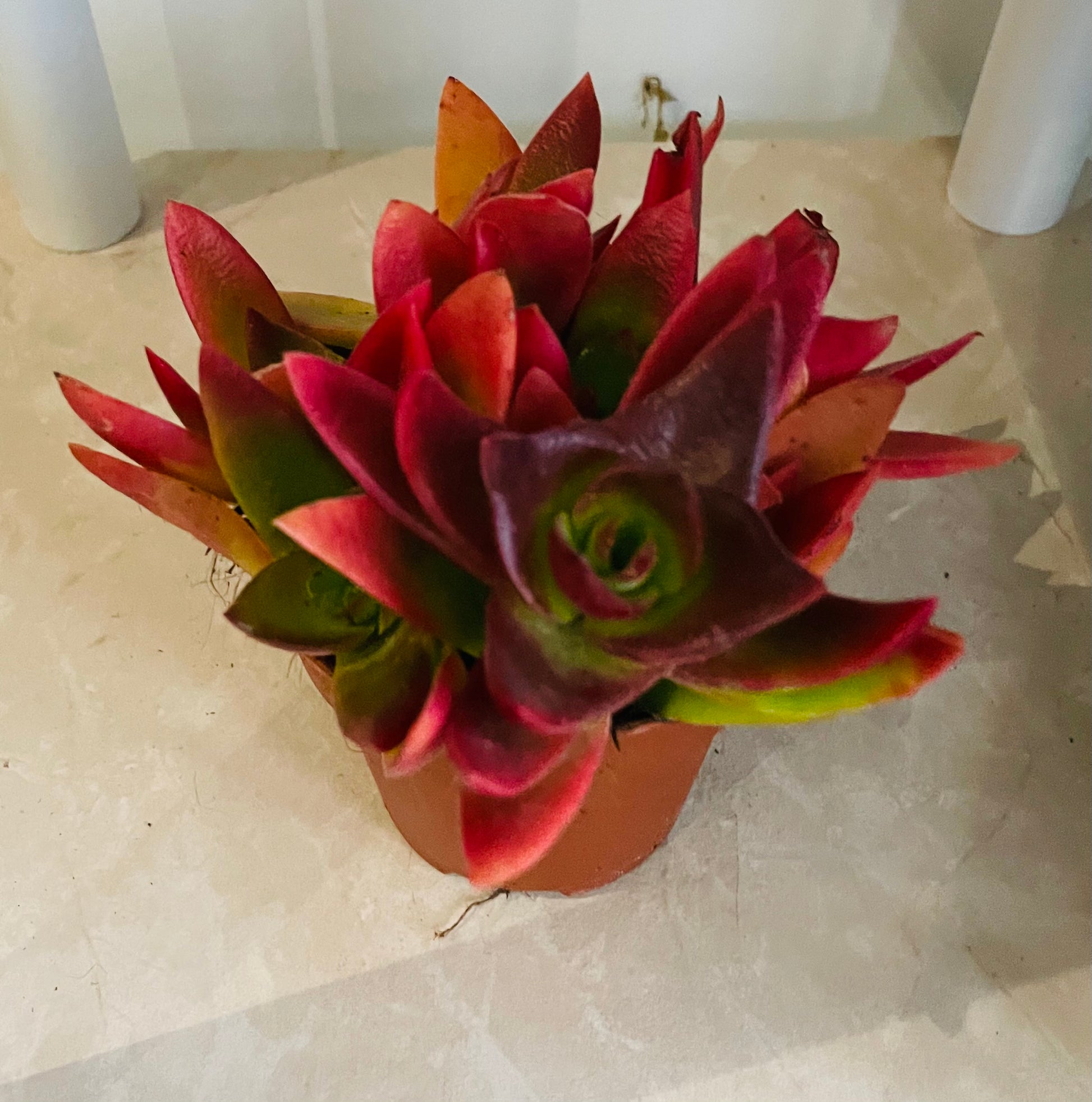 Crassula Capitella Campfire 8cm Pot Cassandra's Plants