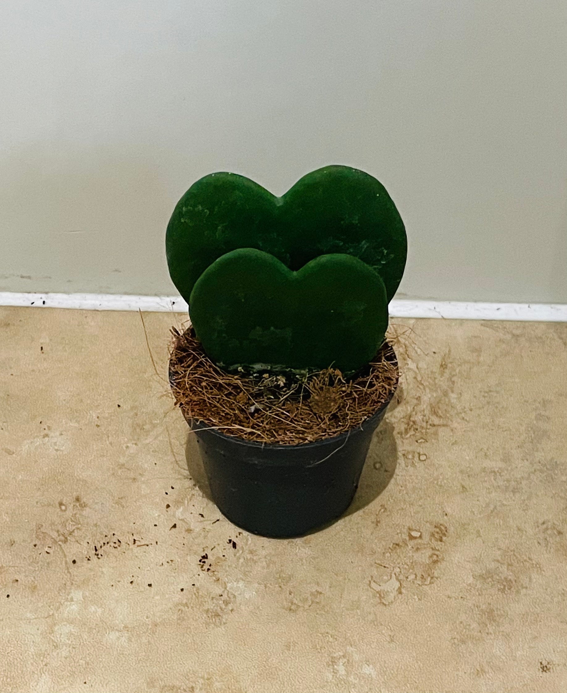 Hoya Kerrii Heart Leaf House Plant in 5.5cm pot Cassandra's Plants