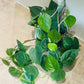 Philodendron Scandens Sweetheart Cassandra's Plants