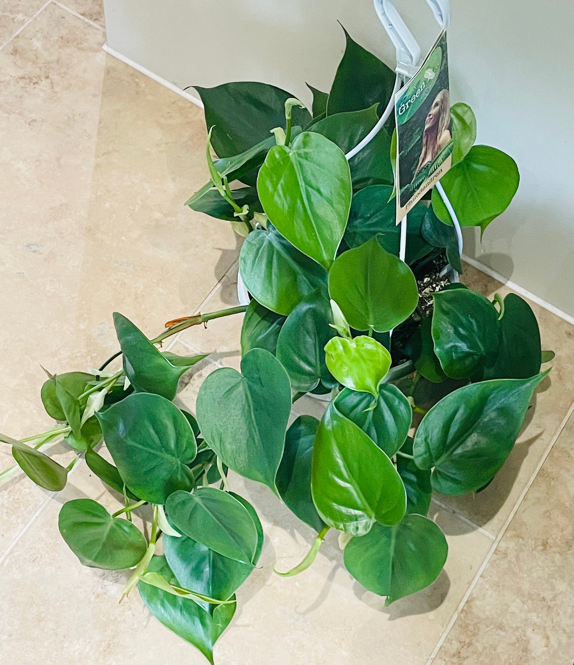 Philodendron Scandens Sweetheart Cassandra's Plants