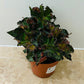 Begonia Escargot Green 12cm Pot Cassandra's Plants
