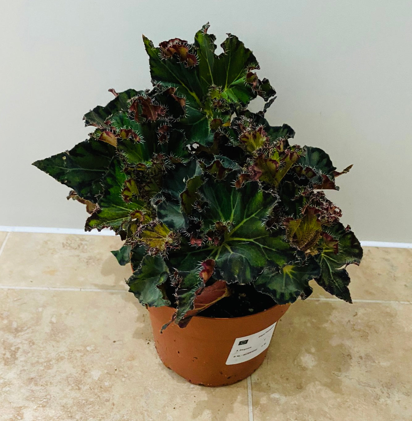 Begonia Escargot Green 12cm Pot Cassandra's Plants