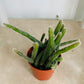 Rhipsalis Pilocarpa Cassandra's Plants