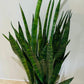 Sansevieria Aubrytiana Ayo Crown in a 14cm pot Cassandra's Plants