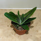 Gasteria Little Warty 8,5cm Pot Cassandra's Plants