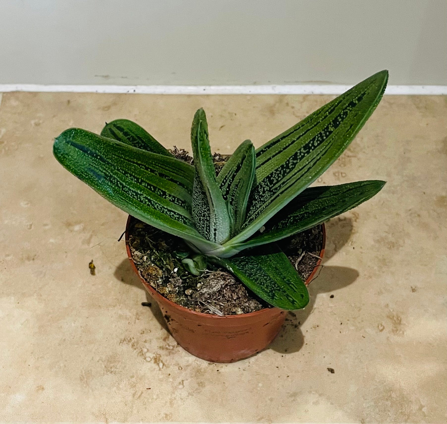 Gasteria Little Warty 8,5cm Pot Cassandra's Plants