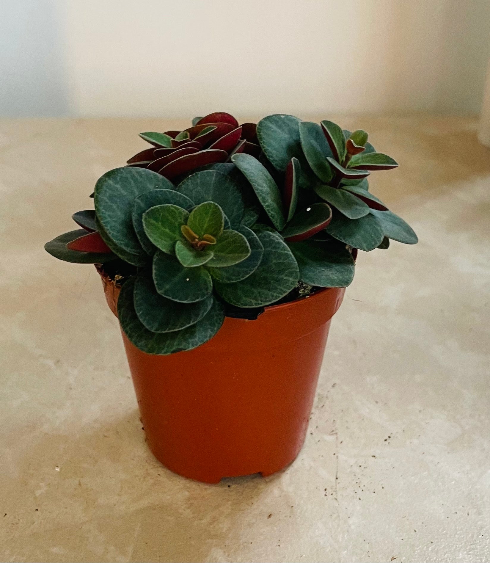 Peperomia Verticillata Red Log Cassandra's Plants