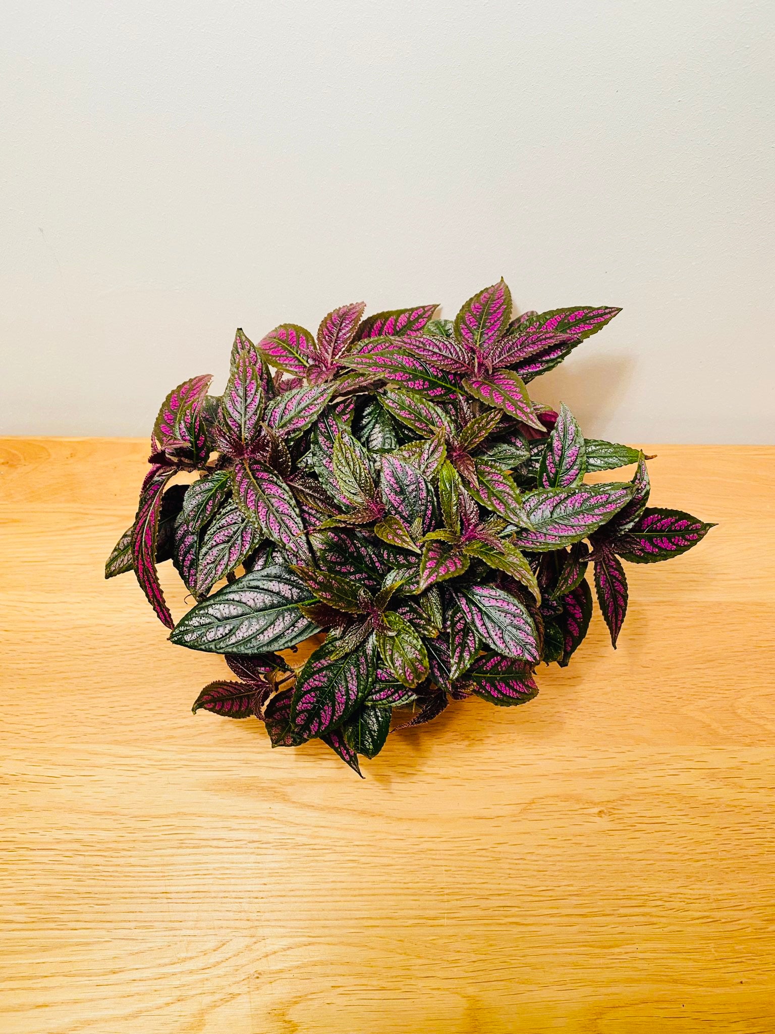 Strobilanthes Dyeriana Persian Shield in a 12cm pot Cassandra's Plants