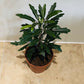 Plerandra (Dizygotheca) Elegantissima in a 8.5cm pot Cassandra's Plants