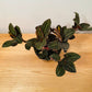 Ludisia Discolor Jewel Orchid in a 12cm pot Cassandra's Plants