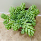 Sedum Morganianum Donkey’s Tail Succulent in a 12cm pot Cassandra's Plants