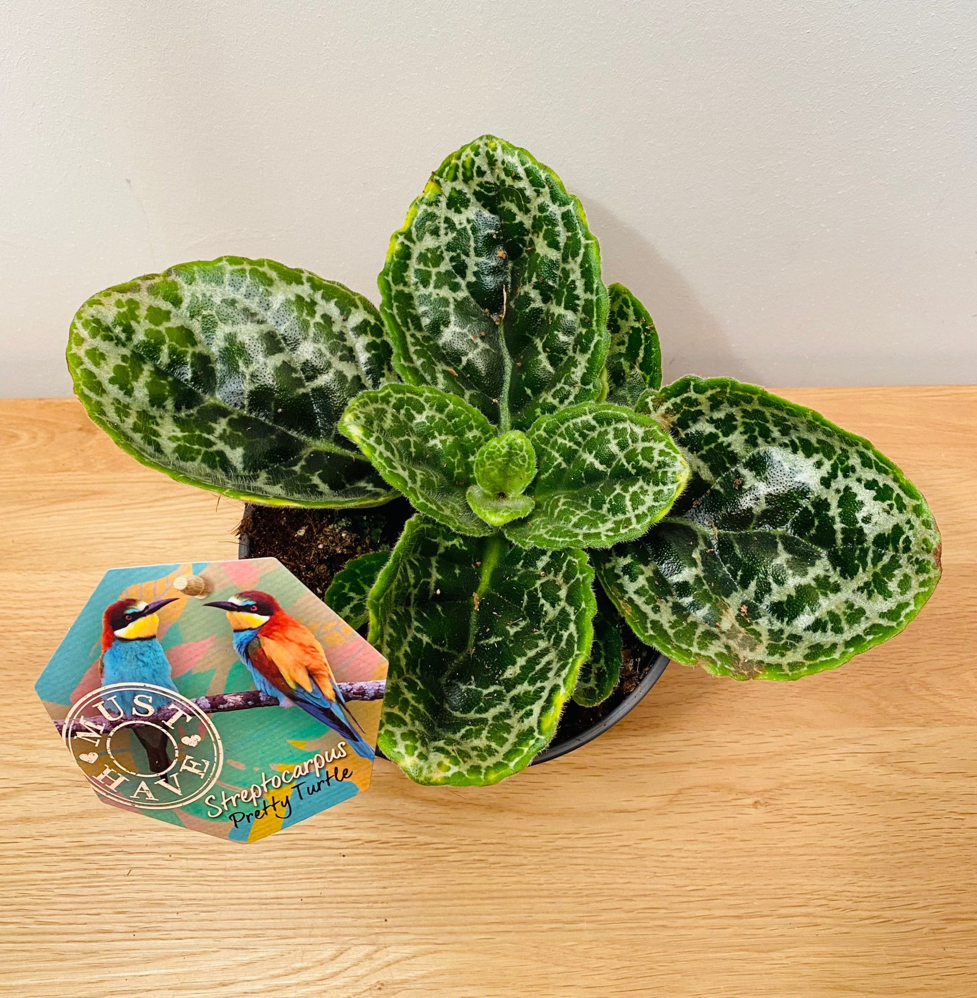 Streptocarpus Pretty Turtle in 17cm Pot Cassandra's Plants