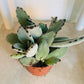 Kalanchoe Tomentosa “Panda Paw” Cassandra's Plants