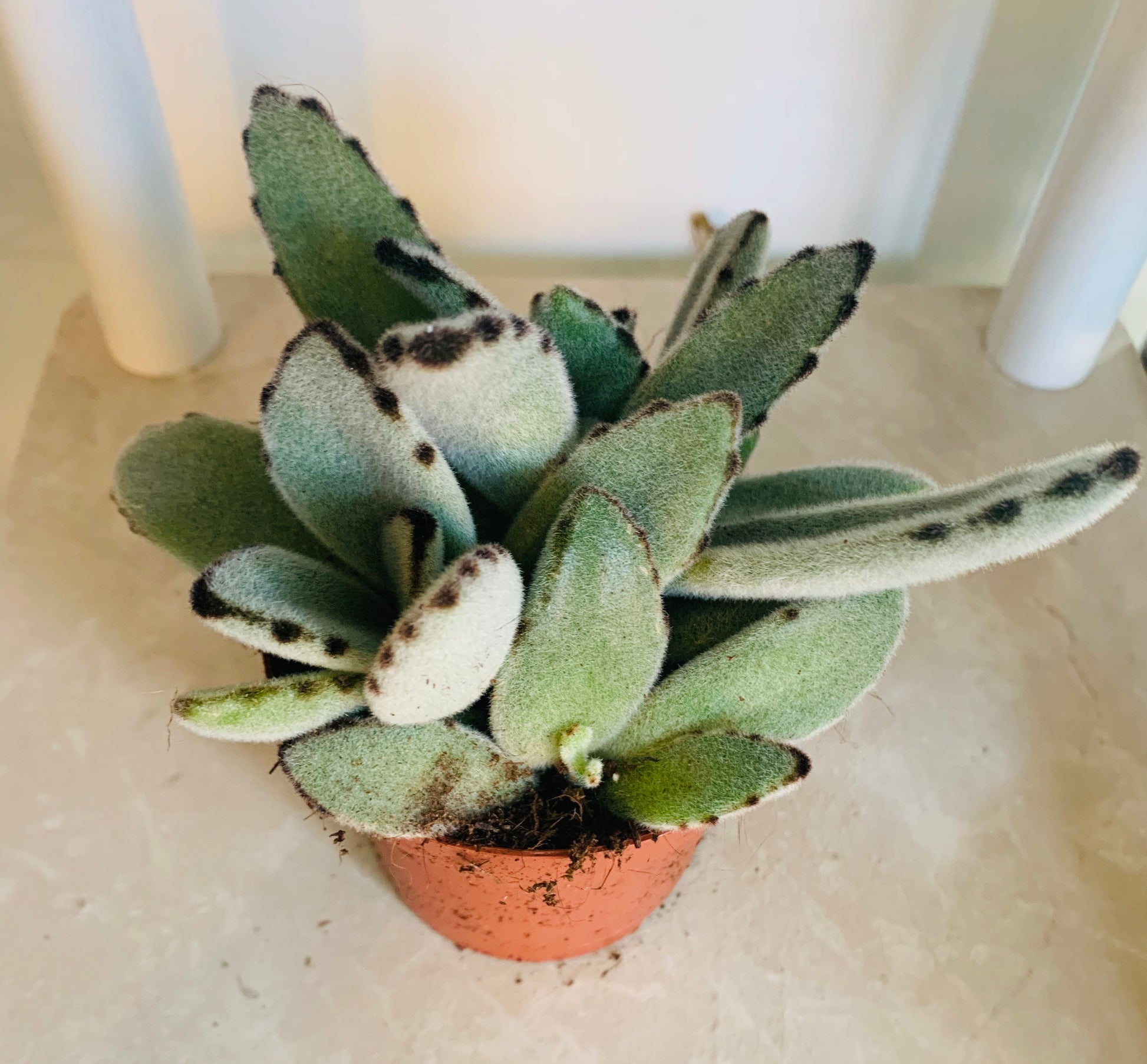 Kalanchoe Tomentosa “Panda Paw” Cassandra's Plants