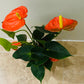 Anthurium Adraeanum Orange Flamingo Flower in a 7cm pot Cassandra's Plants