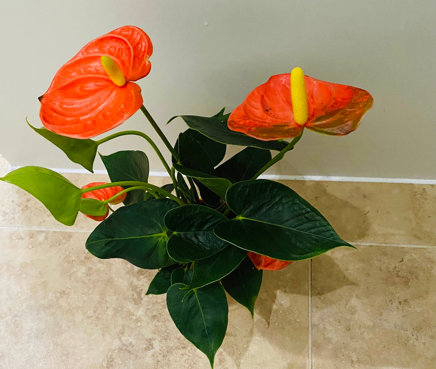 Anthurium Adraeanum Orange Flamingo Flower in a 7cm pot Cassandra's Plants