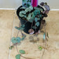 Ceropegia Woodii String Of Hearts 8cm Pot Cassandra's Plants