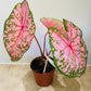Caladium Pink Beauty 12cm pot Cassandra's Plants