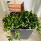 Senecio Rowleyanus String of Pearls Cassandra's Plants