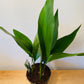 Aspidistra Elatior Cast Iron Plant 12cm Pot Cassandra's Plants