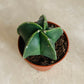 Astrophytum Myriostigma var Nudum 5.5cm Pot Cassandra's Plants