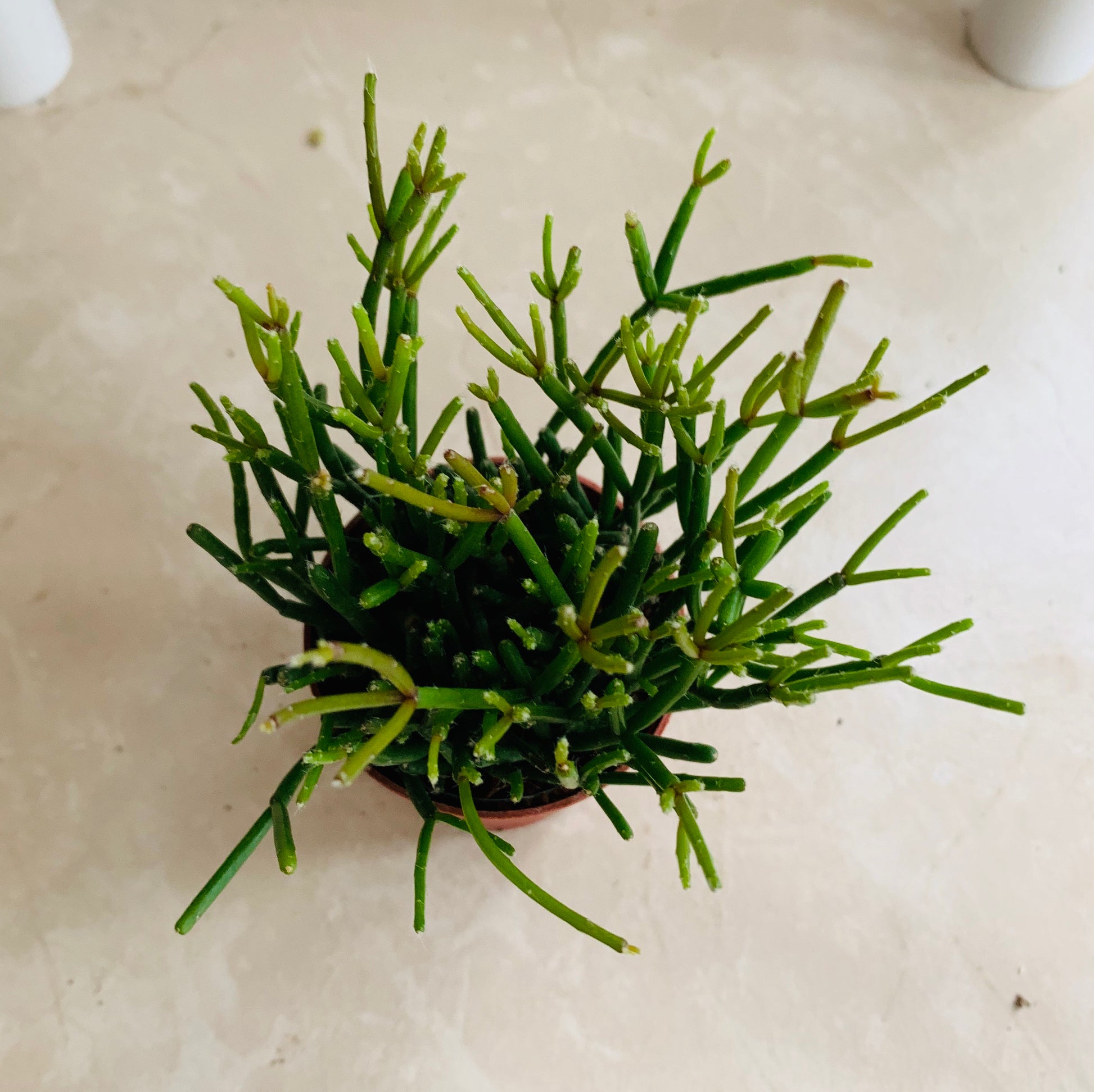 Rhipsalis Cassutha "Mistletoe Cactus" Cassandra's Plants