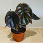 Alocasia Red Secret  12cm Pot Cassandra's Plants