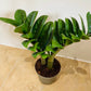 Zamioculcas Zenzi ZZ Plant Cassandra's Plants