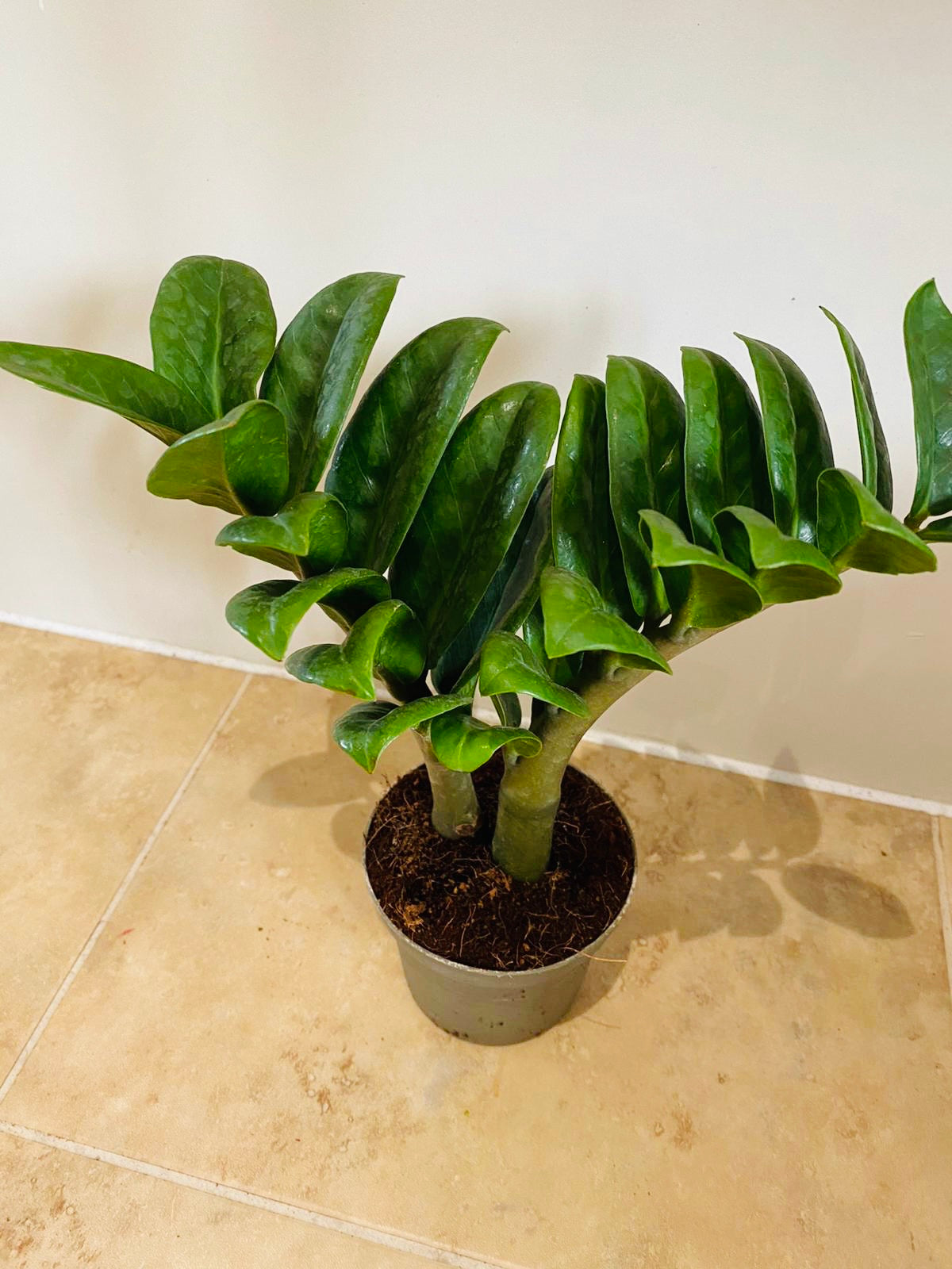 Zamioculcas Zenzi ZZ Plant Cassandra's Plants