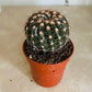 Parodia Werneri in 5.5cm Pot Cassandra's Plants