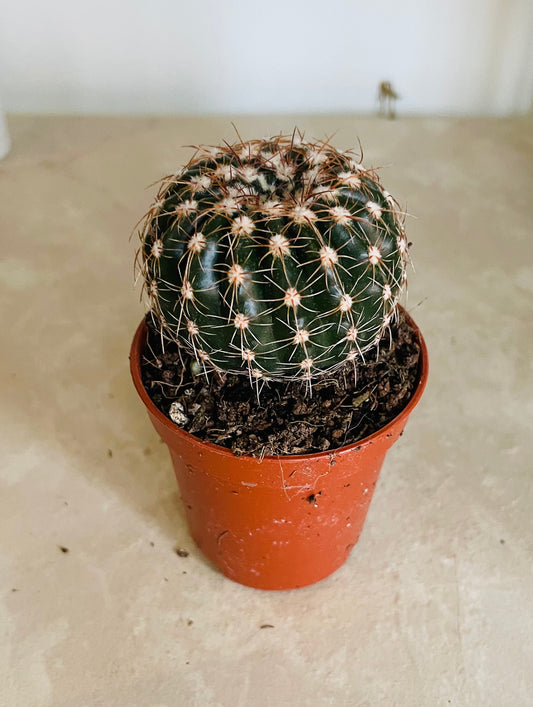 Parodia Werneri in 5.5cm Pot Cassandra's Plants