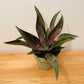 Mangave Mission To Mars in a 15cm pot Cassandra's Plants