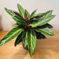 Stromanthe Sanguinea In a 12cm pot Cassandra's Plants