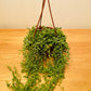 Senecio Herreianus String of Tears