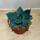 Agave Ovatifolia 12cm Pot Cassandra's Plants