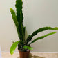 Epiphyllum Hybrid Sarah Courant in 12cm pot Cassandra's Plants