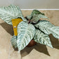 Aphelandra Squarrosa White Wash 12cm Pot Cassandra's Plants