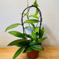 Hoya Pubicalyx Splash 12cm pot Cassandra's Plants