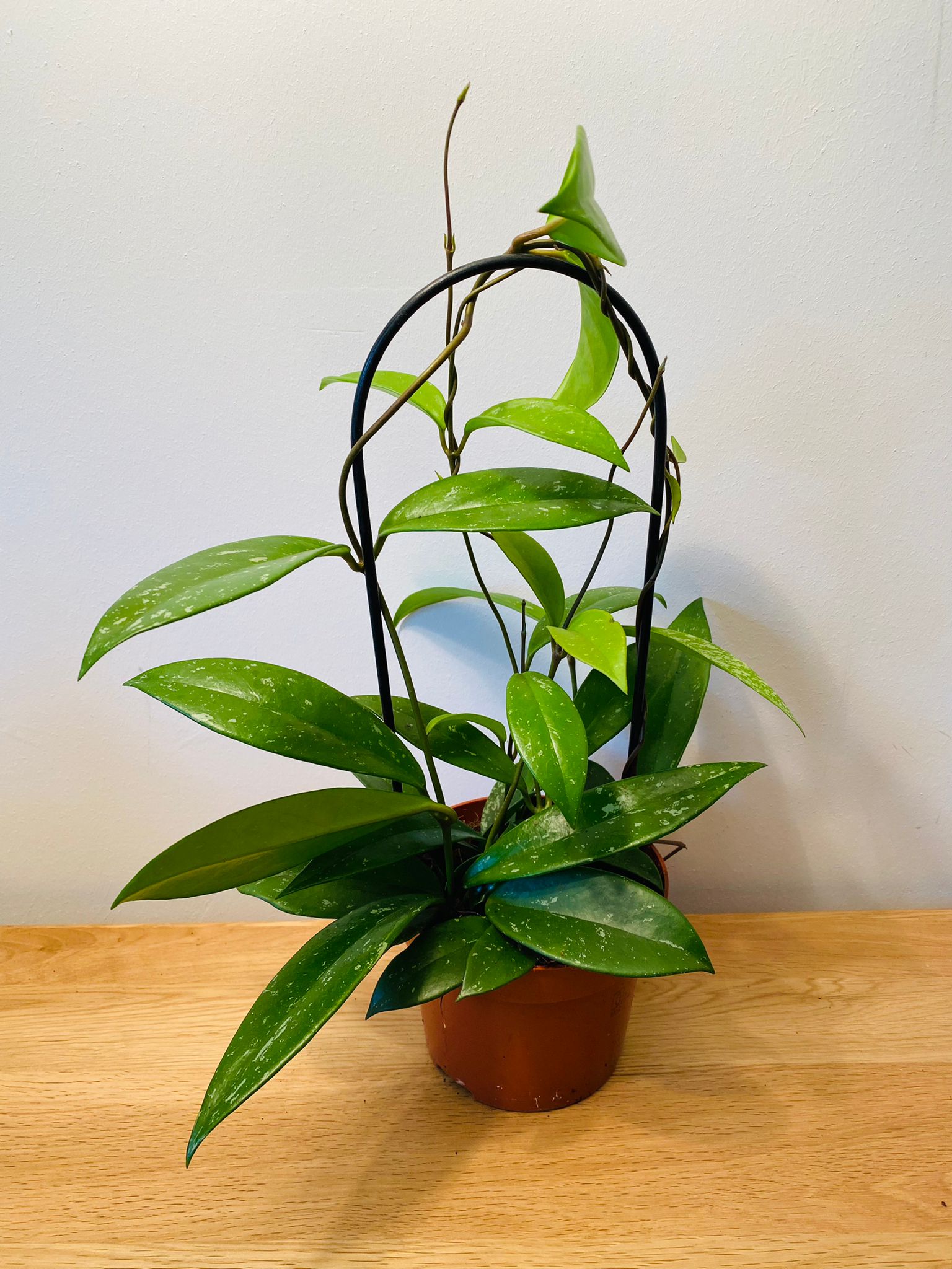 Hoya Pubicalyx Splash 12cm pot Cassandra's Plants