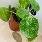 Pilea Peperomioides Mojito In a 13cm pot Cassandra's Plants