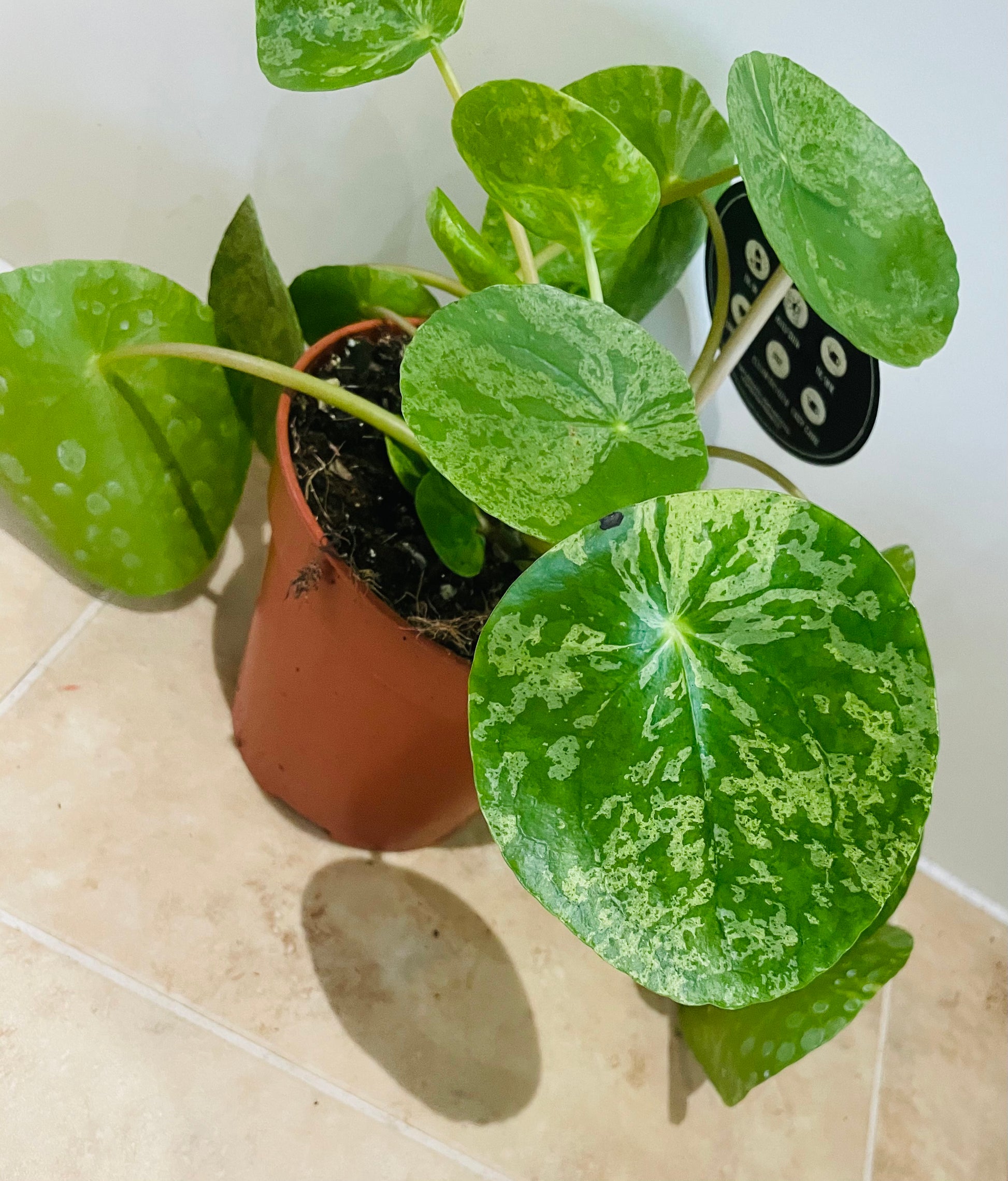 Pilea Peperomioides Mojito In a 13cm pot Cassandra's Plants