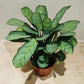 Ctenanthe Burle Marxii Amagris 12cm pot Cassandra's Plants