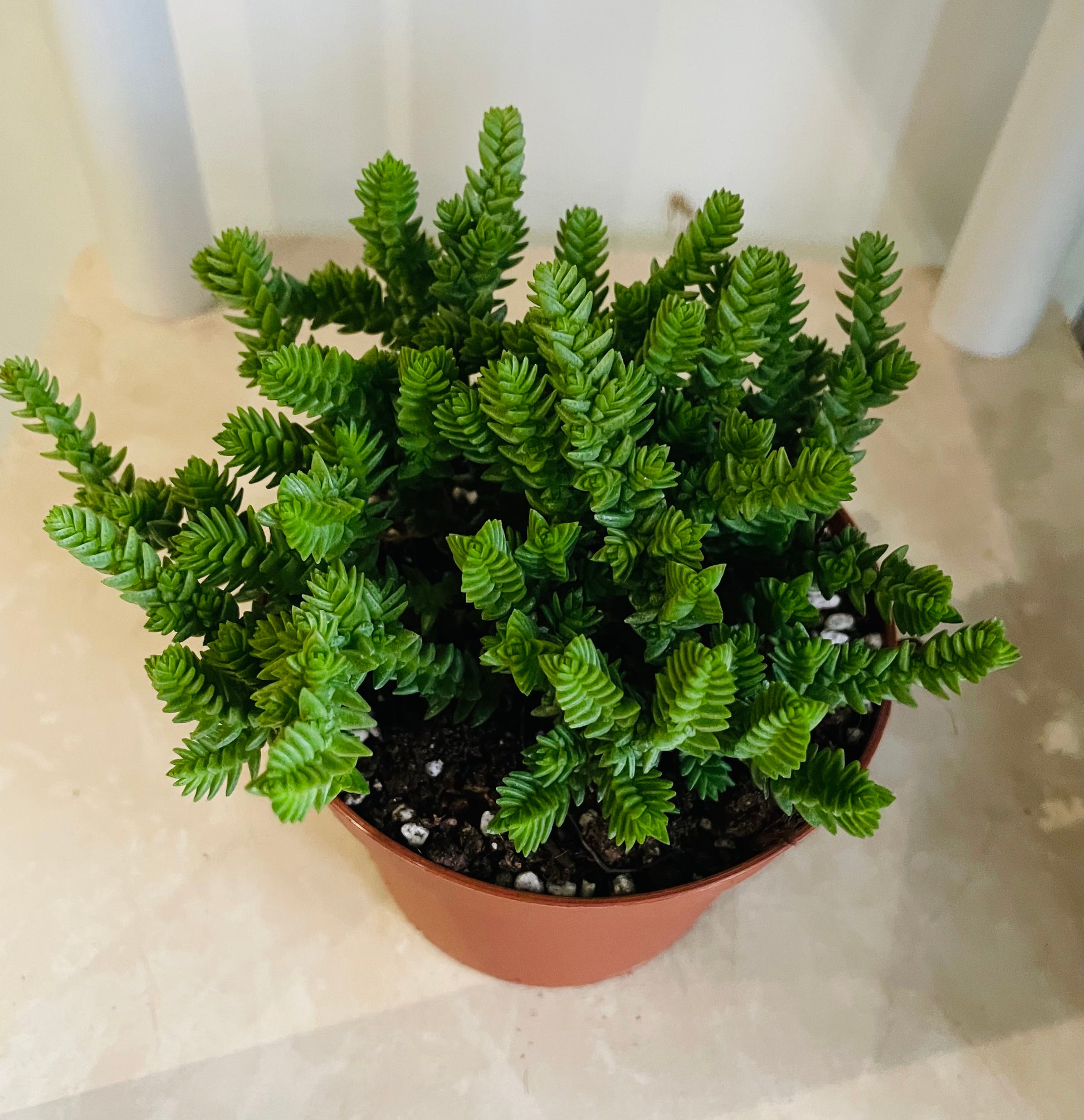 Crassula Lycopodiodies 11cm pot Cassandra's Plants
