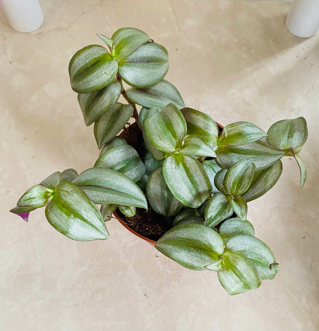 Tradescantia Zebrina Silver Inch Plant Cassandra's Plants