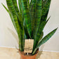 Sansevieria Aubrytiana Ayo Crown