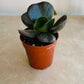 Adromischus Maculatus 5.5cm Pot Cassandra's Plants