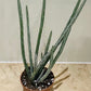Senecio Stapeliiformis Pickle Plant In a 11cm pot Cassandra's Plants