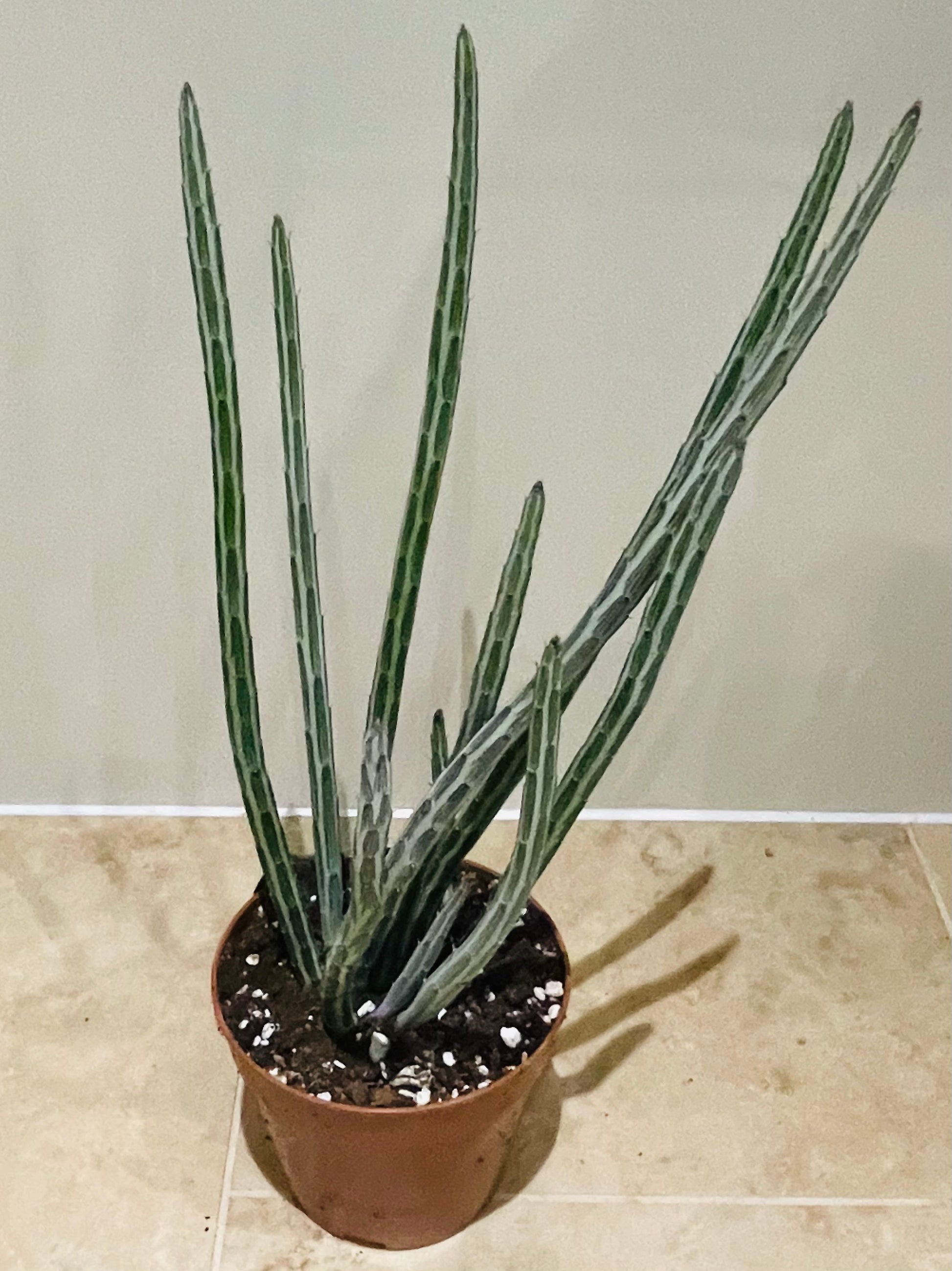 Senecio Stapeliiformis Pickle Plant In a 11cm pot Cassandra's Plants