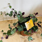 Senecio Mikanoides in a 12cm pot Cassandra's Plants