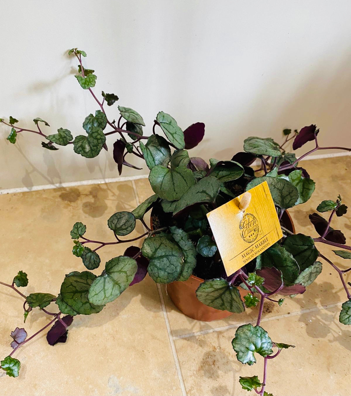 Senecio Mikanoides in a 12cm pot Cassandra's Plants